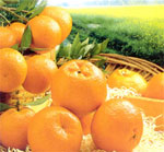 Chinese Honey Ponkan (Citrus reticulata var. poonensis)