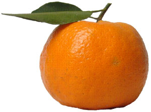 Chinese Honey Ponkan (Citrus reticulata var. poonensis) application