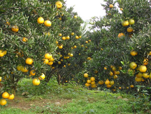 Chinese Honey Ponkan (Citrus reticulata var. poonensis) application